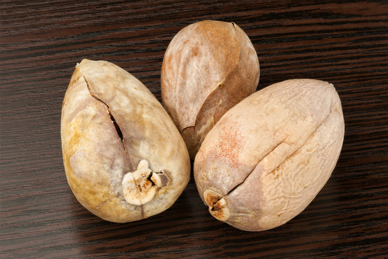 lawn maintenance garden