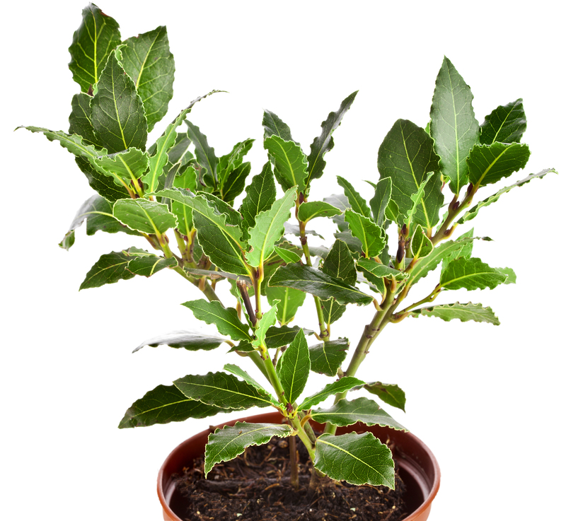 Hedge trimming garden