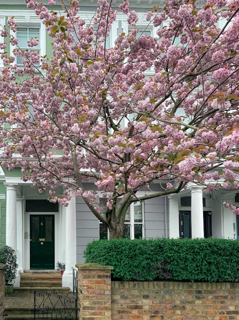 A front garden in a residential area featuring a blooming cherry blossom tree with abundant pink flowers and delicate petals extending across the scene. The tree's dark, textured branches contrast with the vibrant blossoms, while a neatly trimmed hedge runs along the front of a traditional-style house. The house has a pale grey exterior with white detailing, including columns supporting a small porch. A dark green front door with a brass mail slot and house number six stands to the left, with a set of brick steps leading up to it, and a potted plant near the entrance. The garden layout includes a brick boundary wall and a paved pathway, all set in bright, natural daylight, emphasizing the lush greenery and the freshly maintained appearance typical of garden maintenance and landscaping work by Gardeners Richmond.