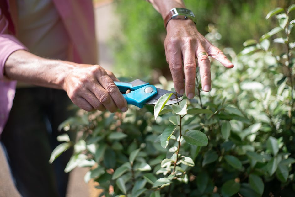 A person using small pruning shears to trim a leafy shrub in a well-maintained garden. The shrub has glossy green leaves, some of which are being carefully cut to promote healthy growth. In the background, there are various garden plants, a gravel pathway, and a neatly bordered flower bed. The person is wearing a watch on their left wrist and a light-colored long-sleeved shirt. The garden appears lively and thriving, with natural sunlight illuminating the scene, highlighting the textures of the soil, leaves, and pruning tools. This image illustrates the garden maintenance activities recommended for a tidy and healthy terrace garden, aligning with tips from Gardeners Richmond in Richmond during the warmer months.