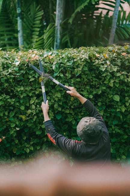 A person using small pruning shears to trim a leafy shrub in a well-maintained garden. The shrub has glossy green leaves, some of which are being carefully cut to promote healthy growth. In the background, there are various garden plants, a gravel pathway, and a neatly bordered flower bed. The person is wearing a watch on their left wrist and a light-colored long-sleeved shirt. The garden appears lively and thriving, with natural sunlight illuminating the scene, highlighting the textures of the soil, leaves, and pruning tools. This image illustrates the garden maintenance activities recommended for a tidy and healthy terrace garden, aligning with tips from Gardeners Richmond in Richmond during the warmer months.